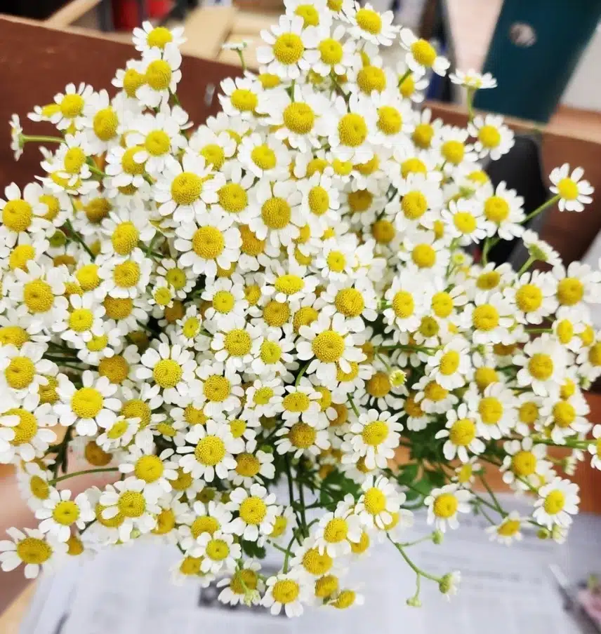 캐모마일 생화 구입했어요.