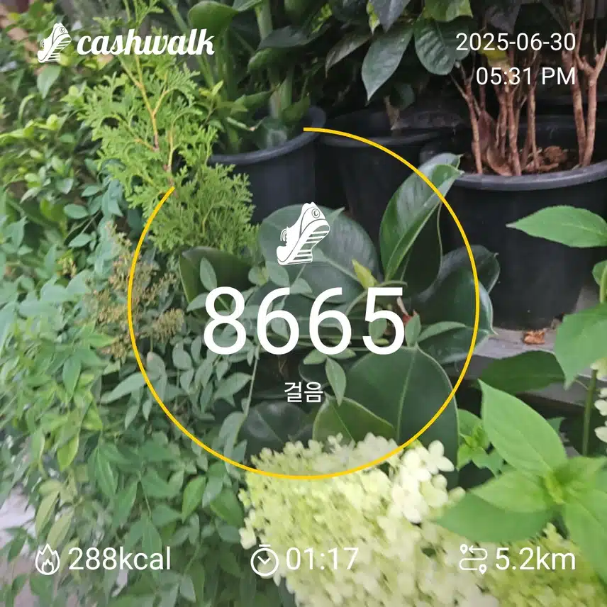 42기5일
