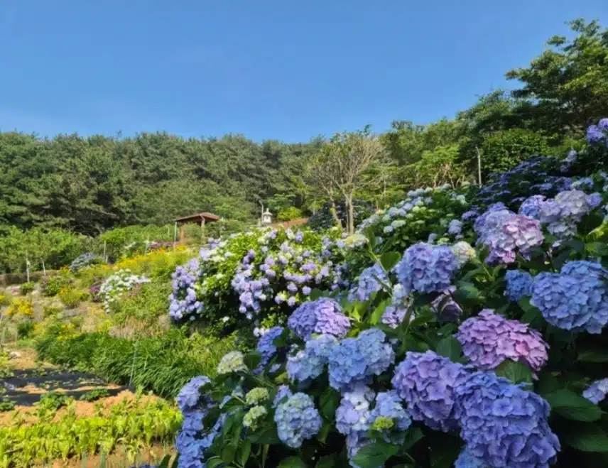 수국하면 태종대의 태종사