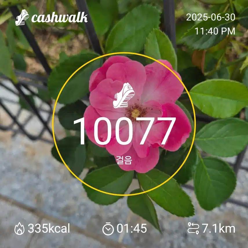 인증