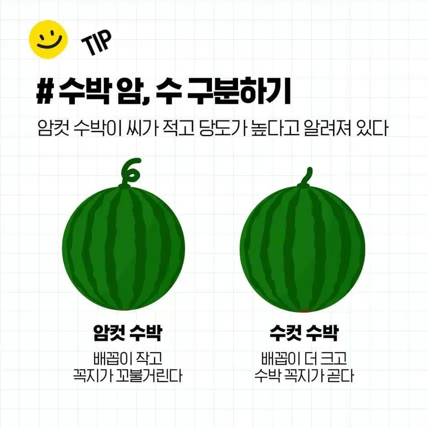 꿀수박 고르는 법과 보관 방법