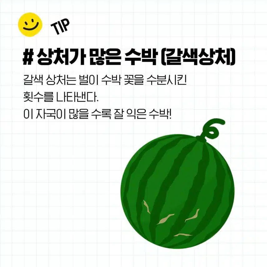 꿀수박 고르는 법과 보관 방법