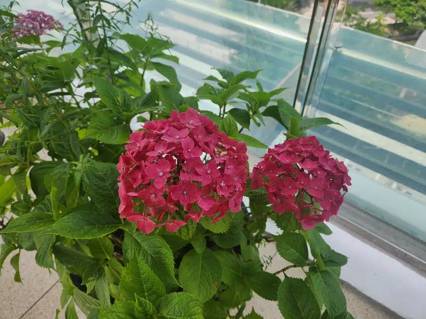 꽃사진. 집에서 키운 수국.