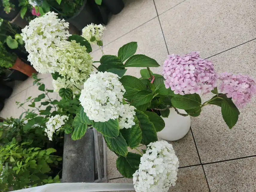 꽃사진. 집에서 키운 수국.