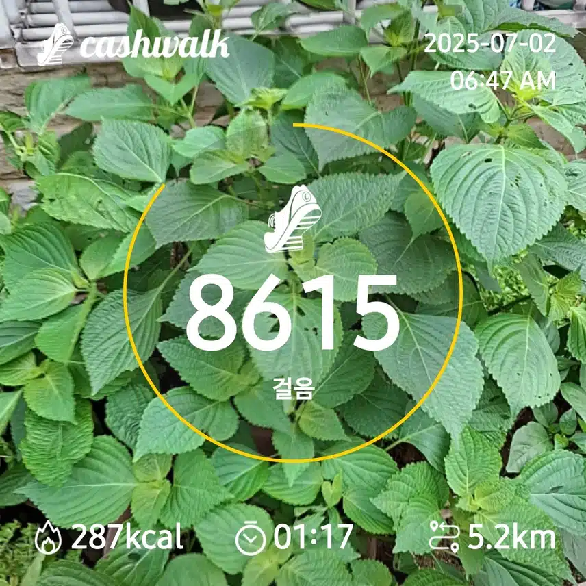 6000보 걷기
