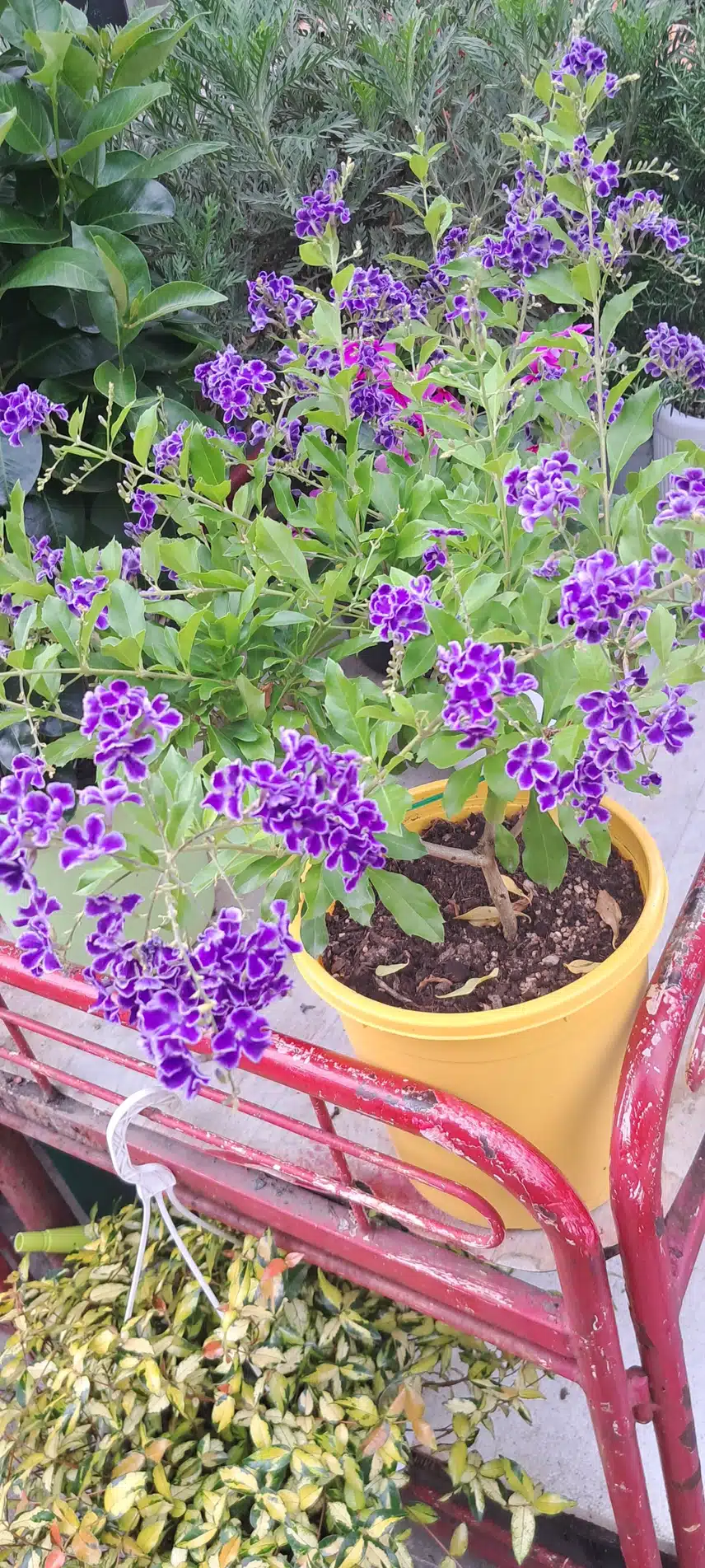 꽃 구경하세요