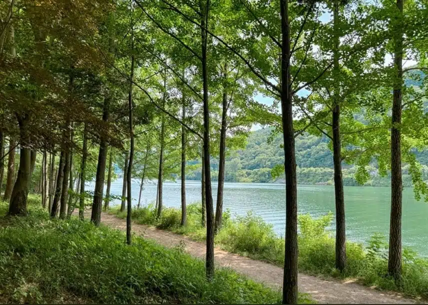 여름 가족 나들이 장소로 춘천 남이섬 추천드려요
