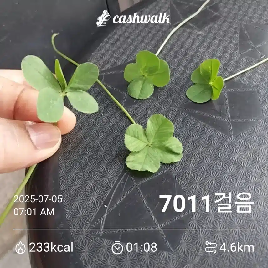 하루 6천보 걷기 챌린지 인증