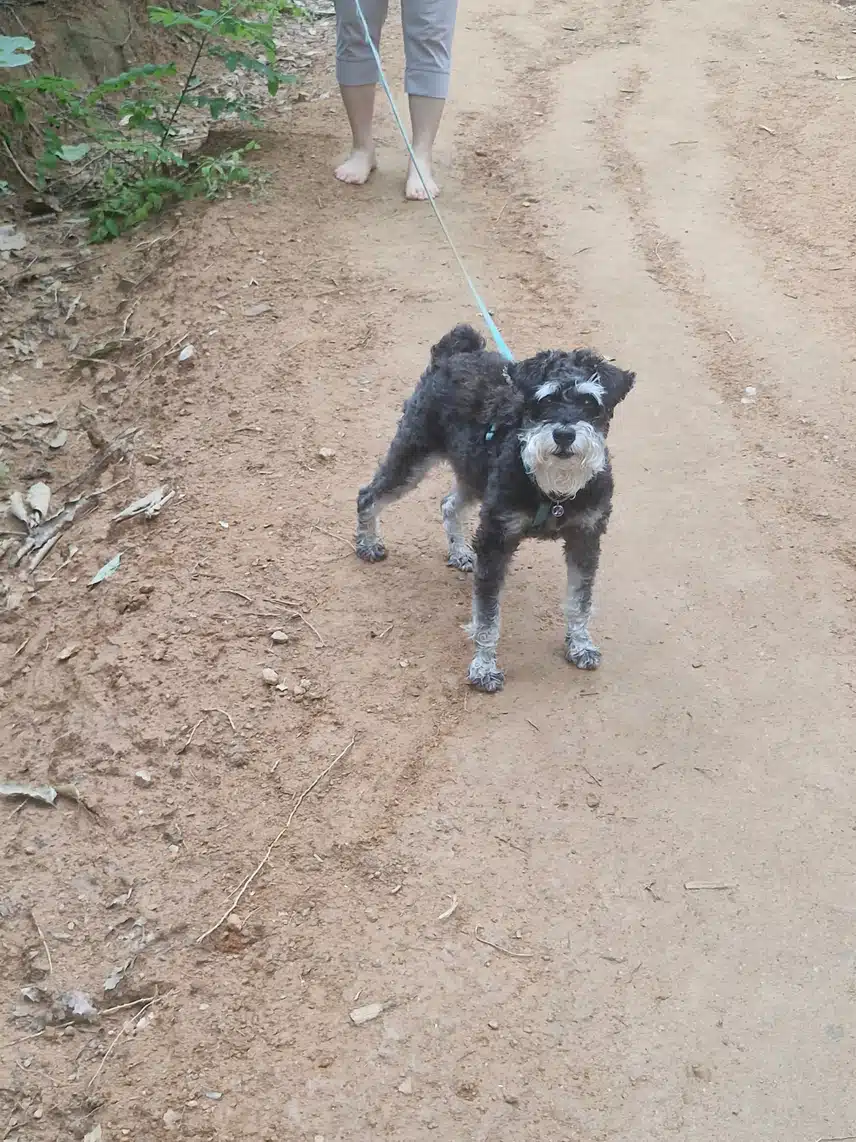 아침 산책