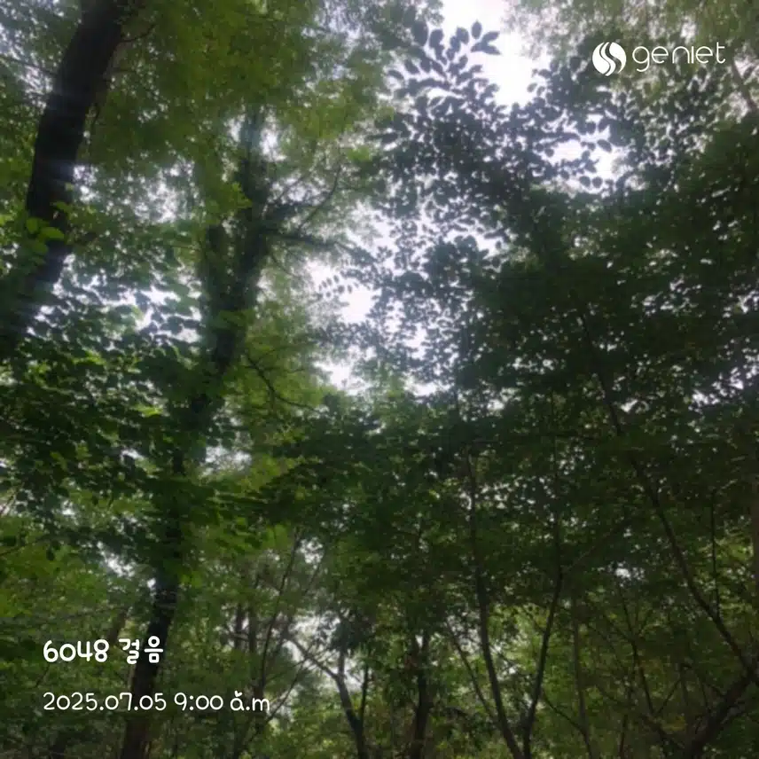 시원한 숲길🌿