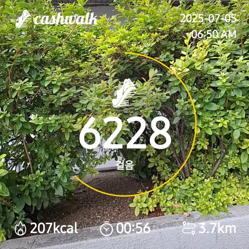 6000보 걷기