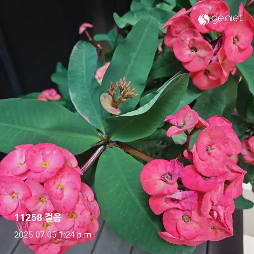 꽃기린 길 따라 걷기로 ~🏃 