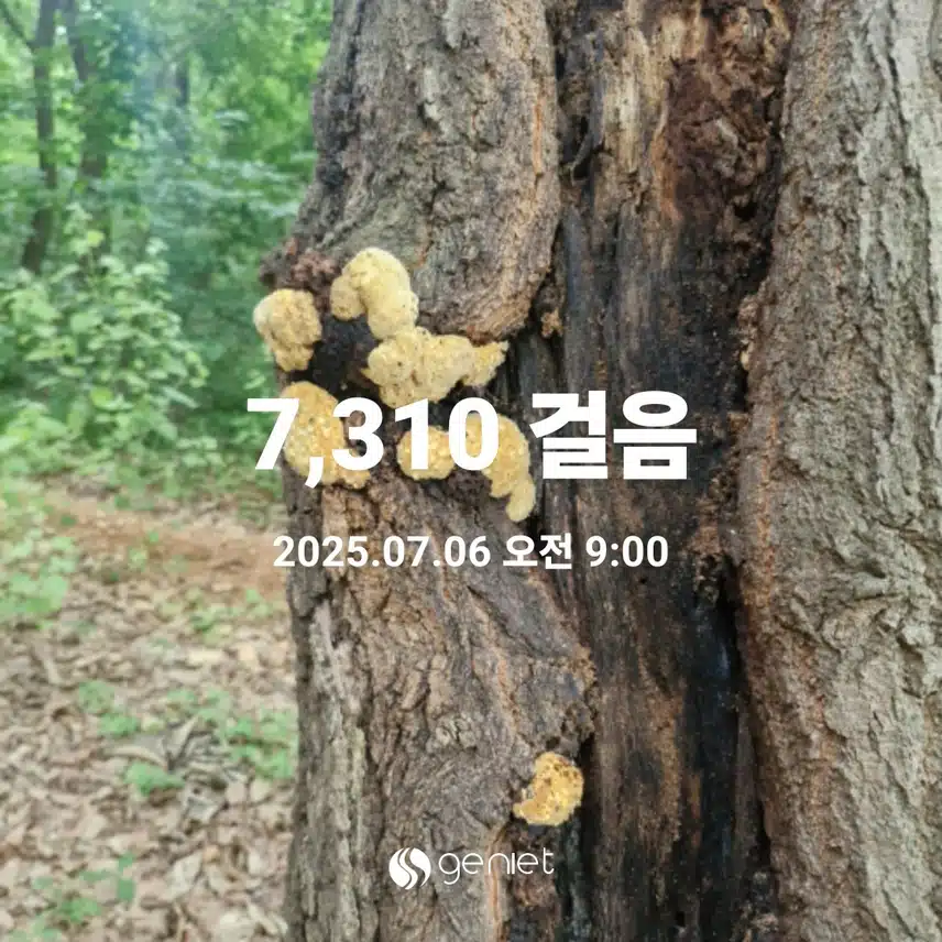 아침산책