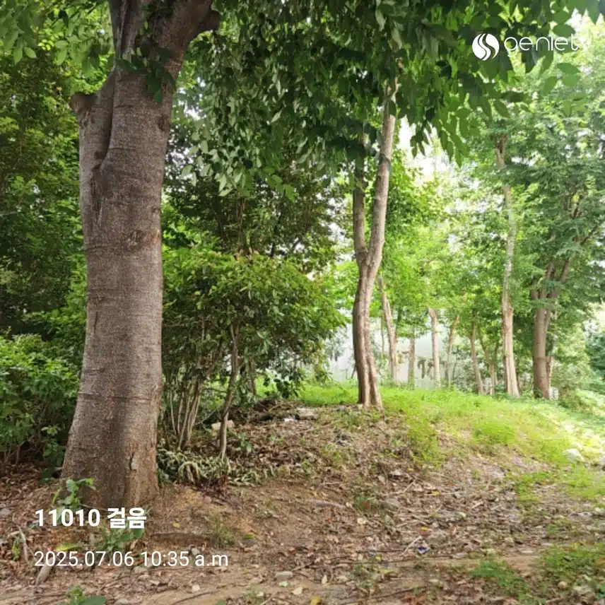 이른 만보걷기 🏃
