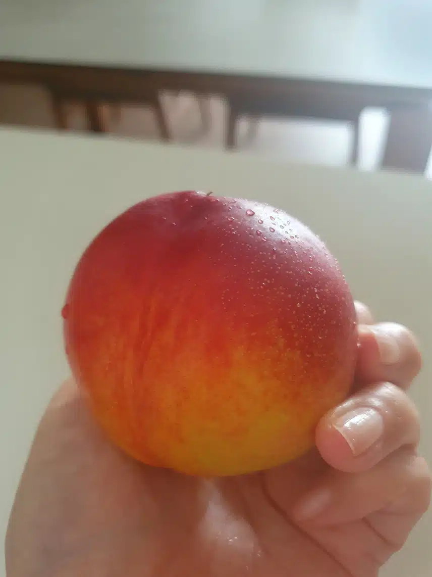 천도신비복숭아~♤