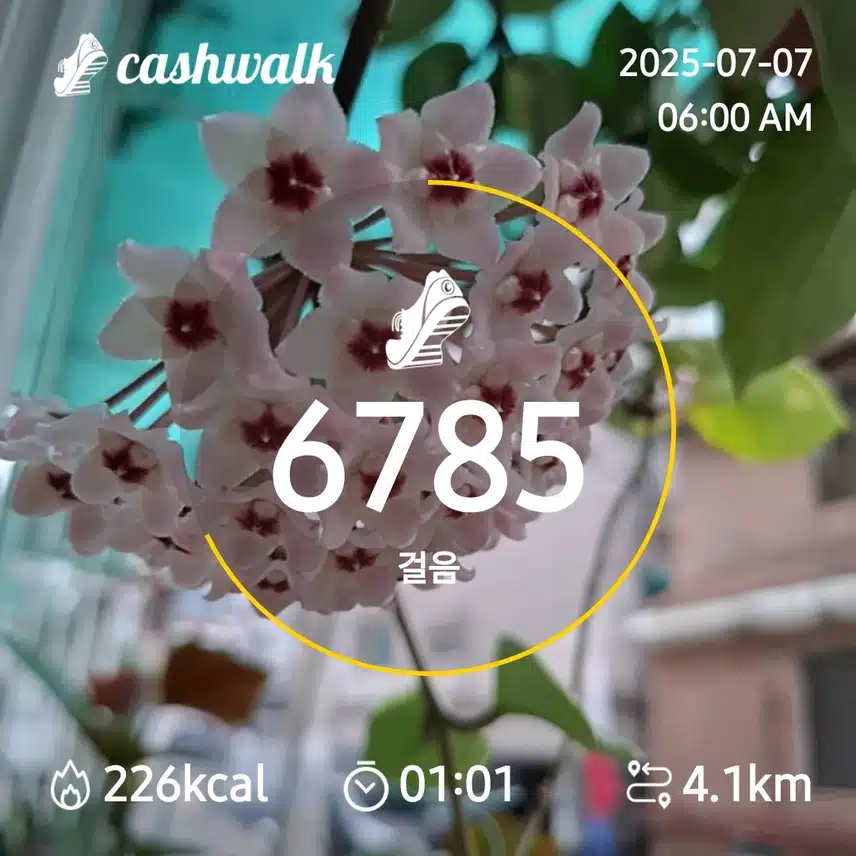 6000보 걷기