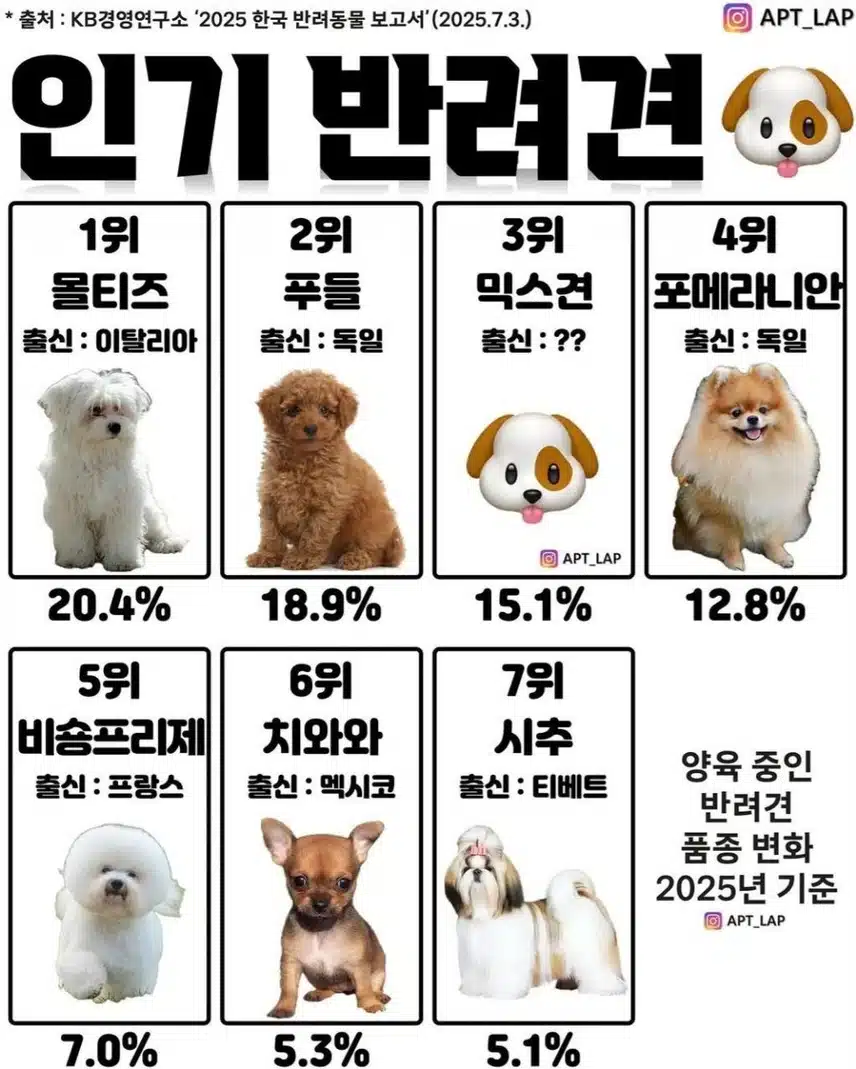 인기 반려견 순위
