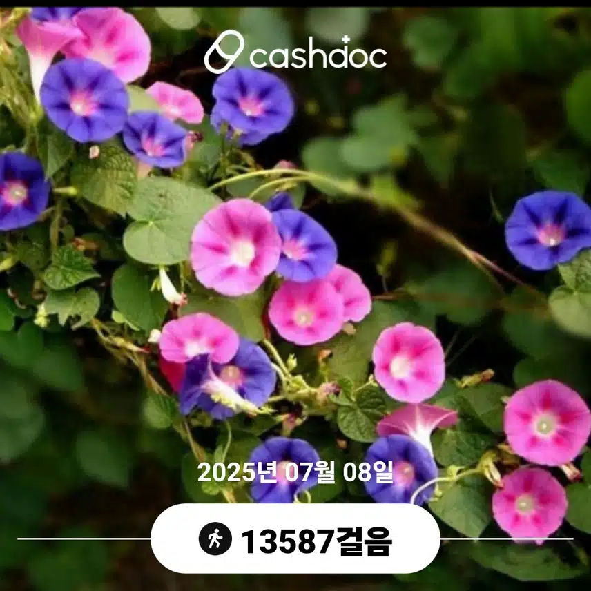     어제밤 보다 시원해서 잘걸어서요 만보