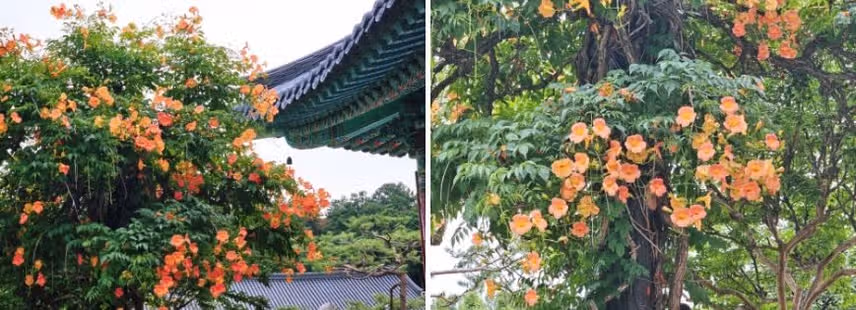 천년사찰 능소화가 활짠핀 '봉녕사' 또 다녀왔어요~