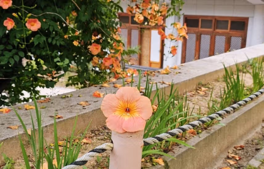 천년사찰 능소화가 활짠핀 '봉녕사' 또 다녀왔어요~