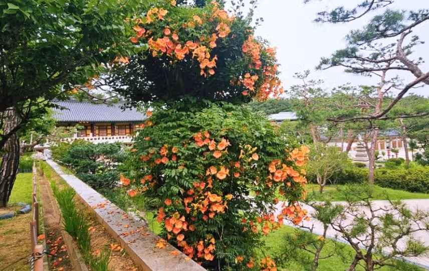천년사찰 능소화가 활짠핀 '봉녕사' 또 다녀왔어요~