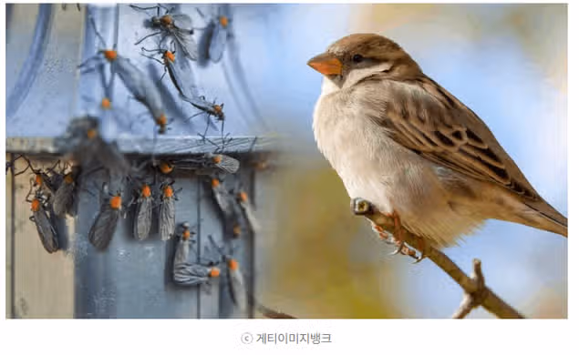 참새가 러브버그 사냥중