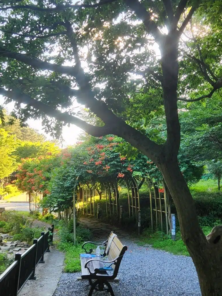 작년 여름에 다녀온 '각화제 능소화터널' 