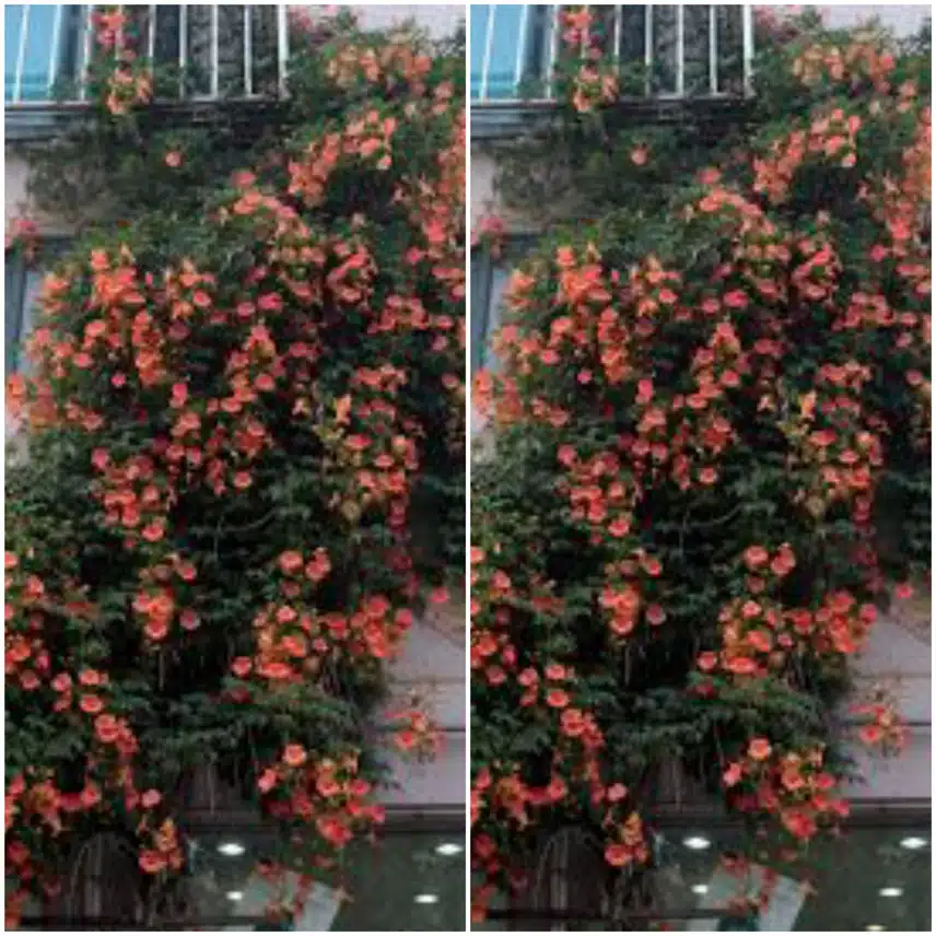 🍅아파트에 능소화가 예쁘게 피었어요