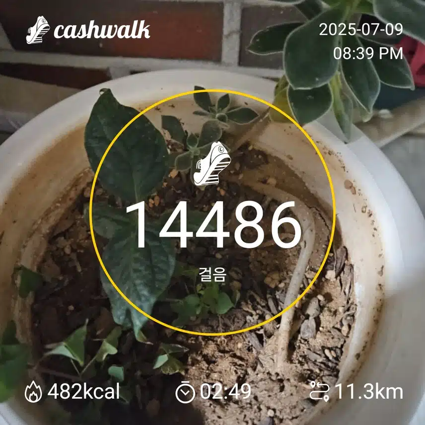 인증