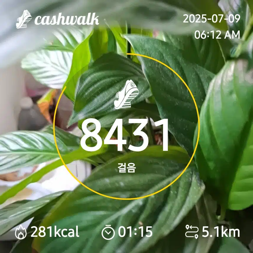 6000보 걷기