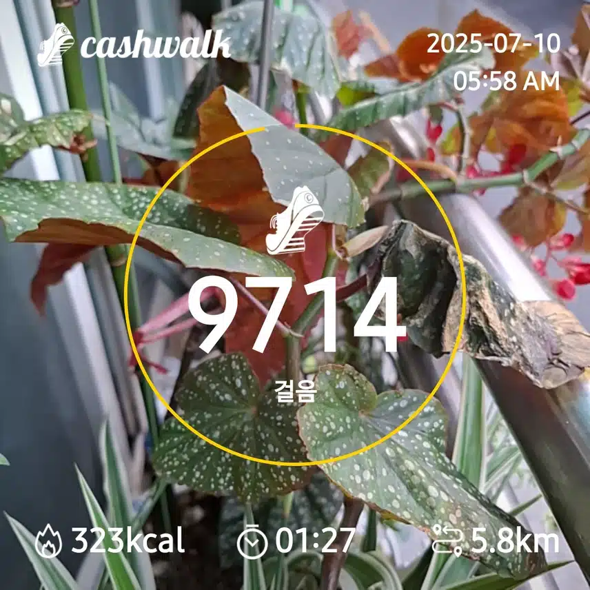 6000보 걷기