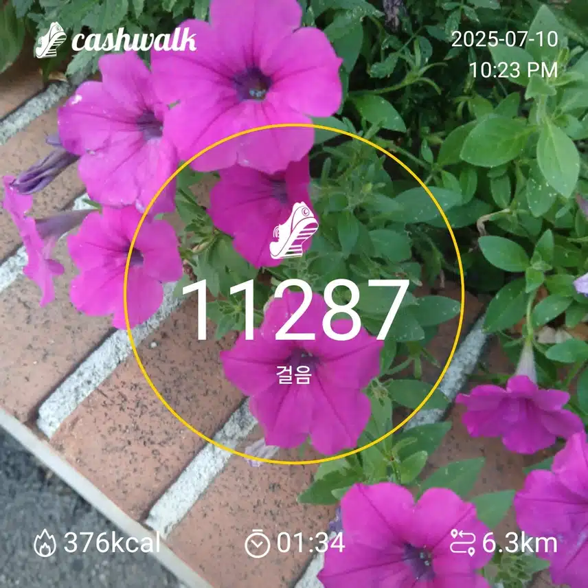 걷기 인증샷244일차