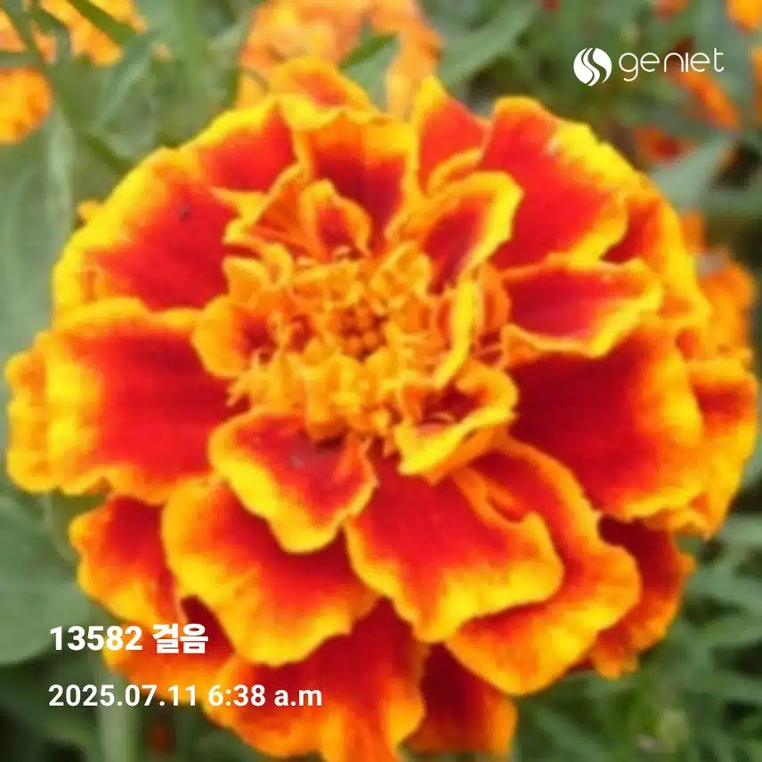     금요일 새벽운동 만보걷기 
