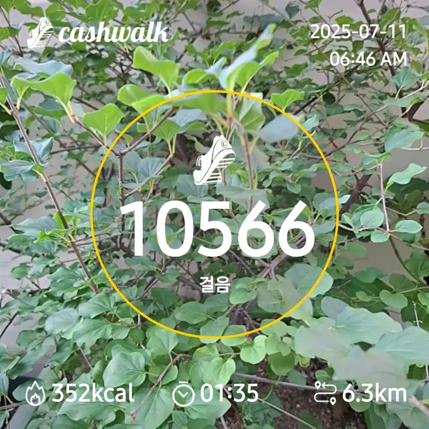 6000보 걷기