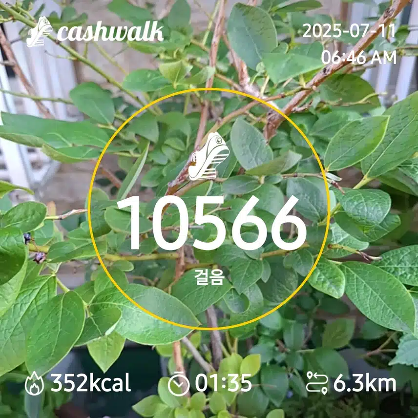 6000. 보 걷기
