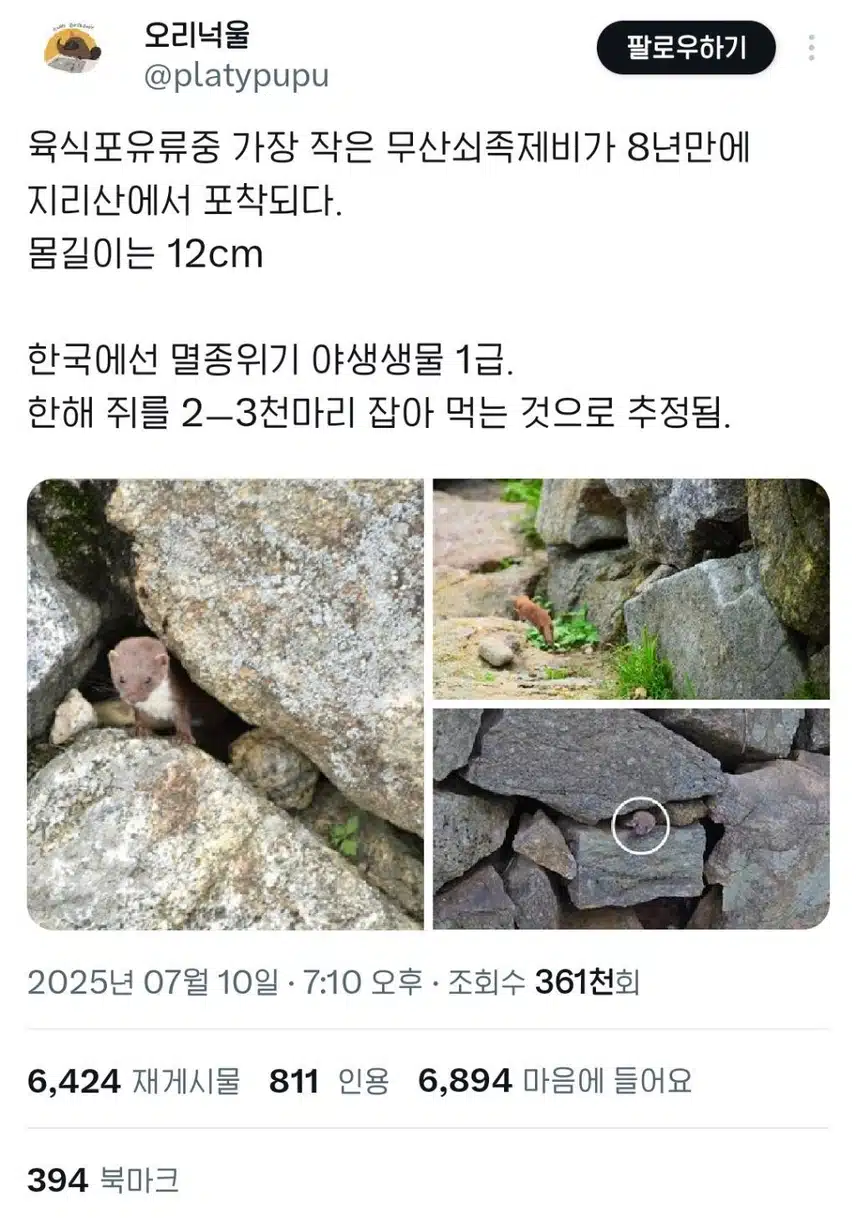 지리산에서 8년 만에 발견됐다는 무산쇠족제비