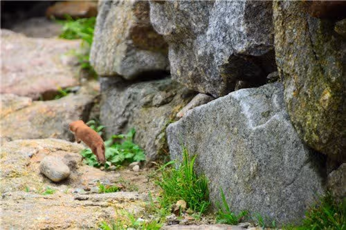 지리산에서 8년 만에 발견됐다는 무산쇠족제비