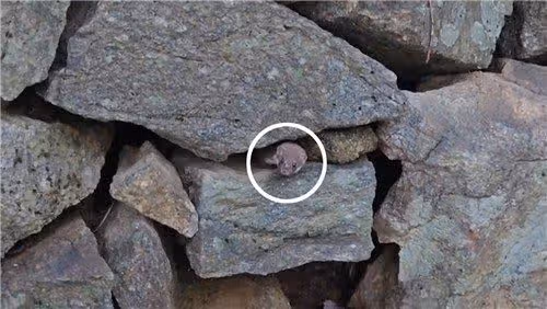 지리산에서 8년 만에 발견됐다는 무산쇠족제비