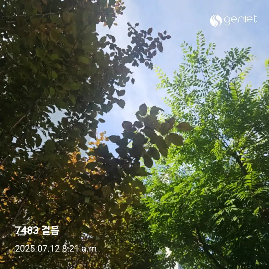 아침 산책으로 면역력 강화 🏃 