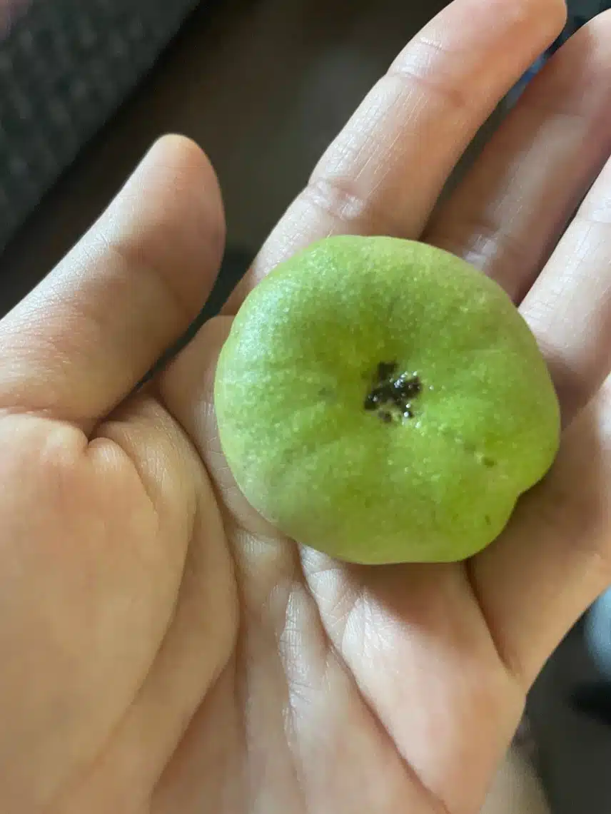 여름과실 납작복숭아 사진 보세요 ㅎㅎ
