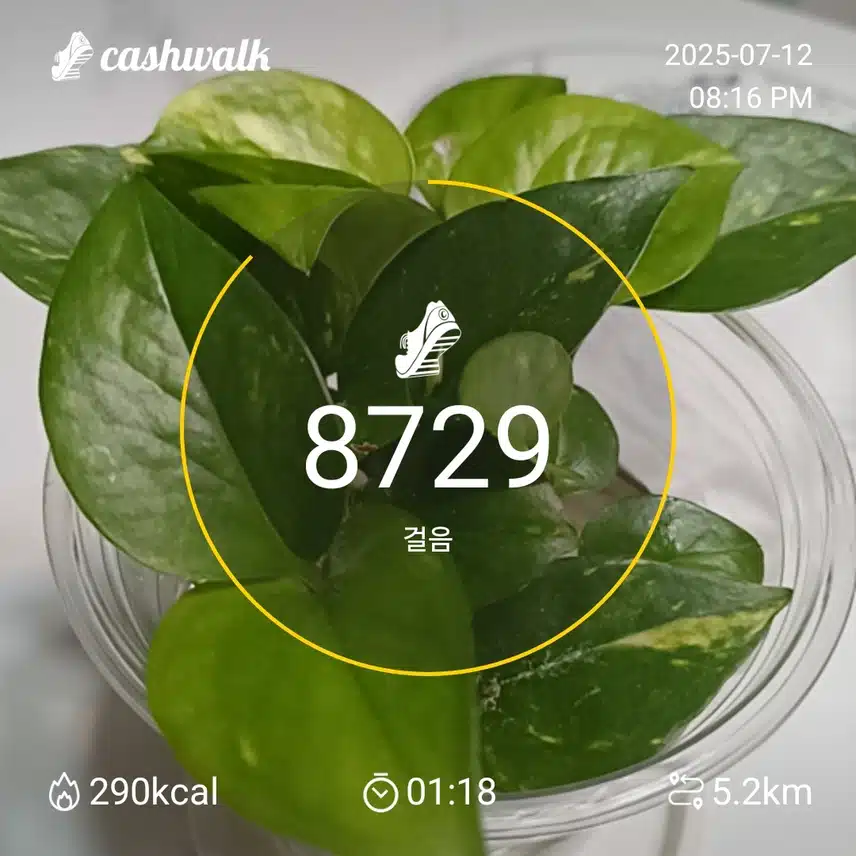 인증