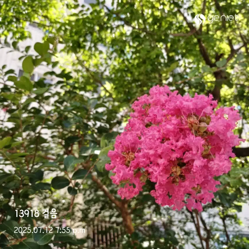 토욜  걸음 