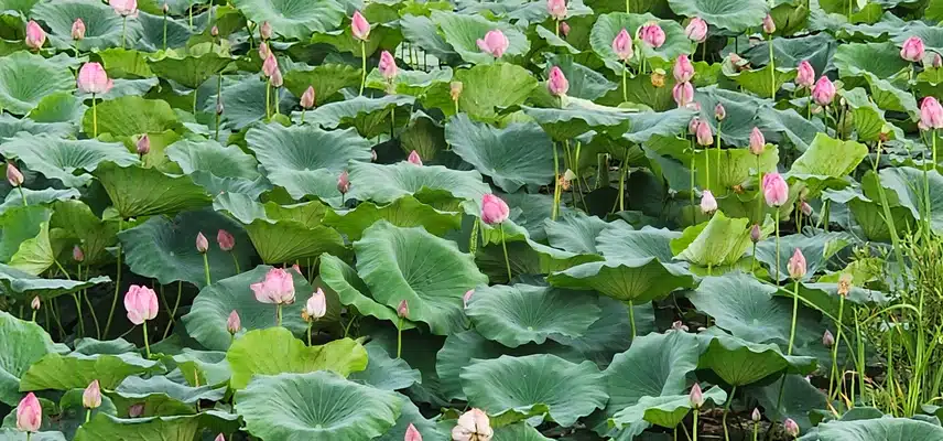 연꽃