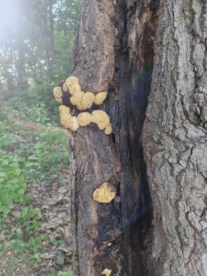 어제완 다른 더운 숲 산책