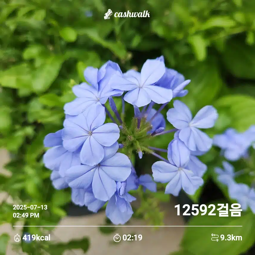 만보 걷기..