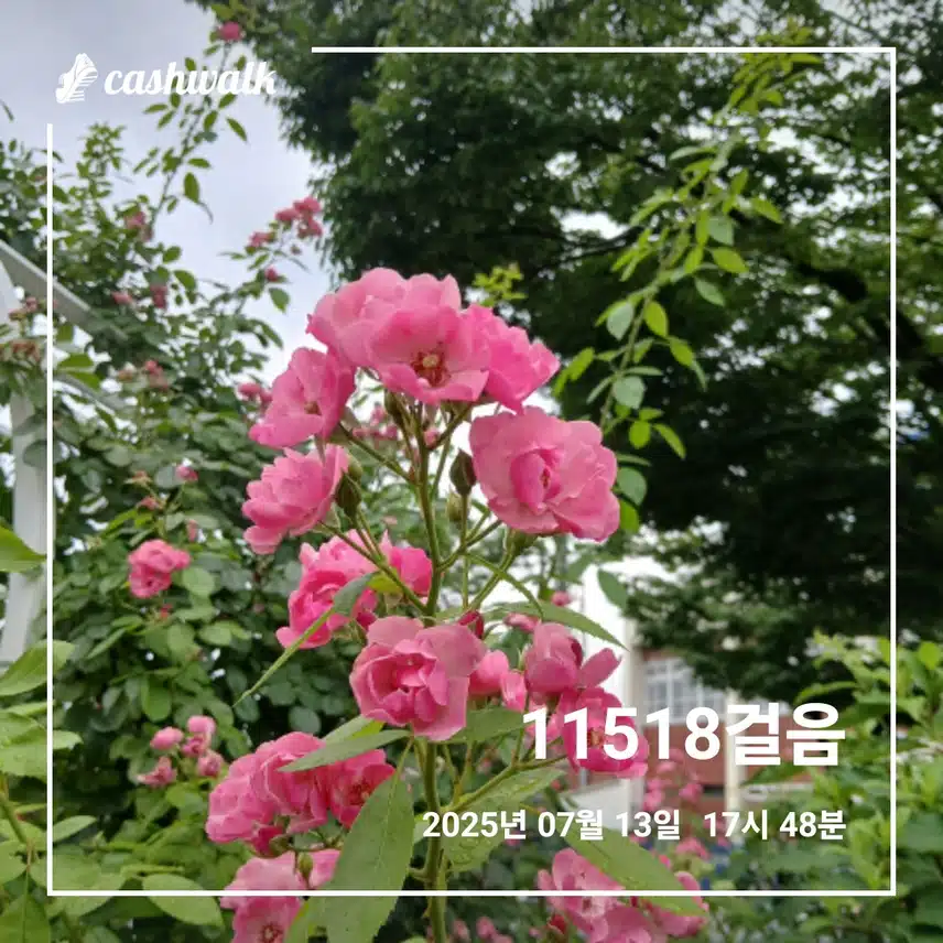 걷기 인증샷246일차