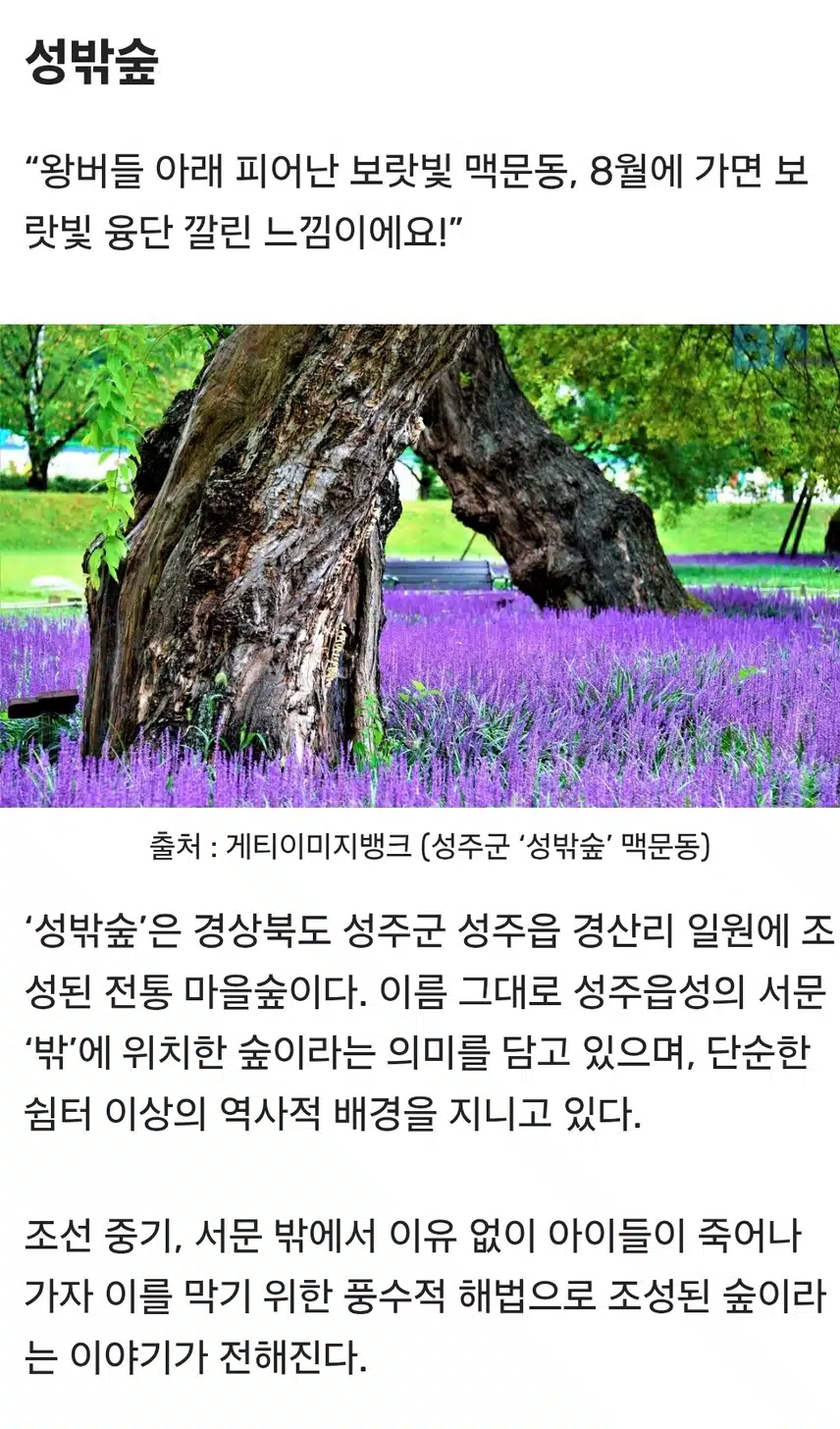 전국 백문동. 최고인 명소는 여기...성주