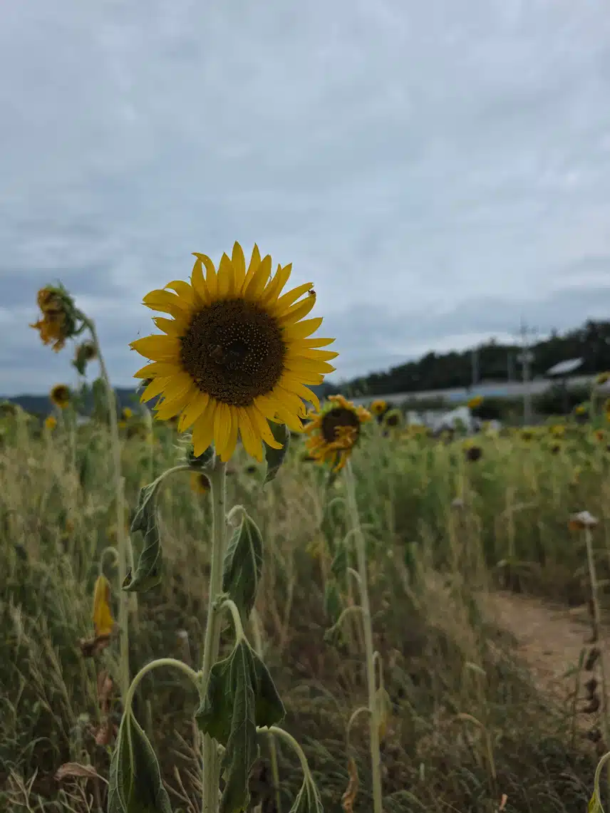 하양유채꽃단지