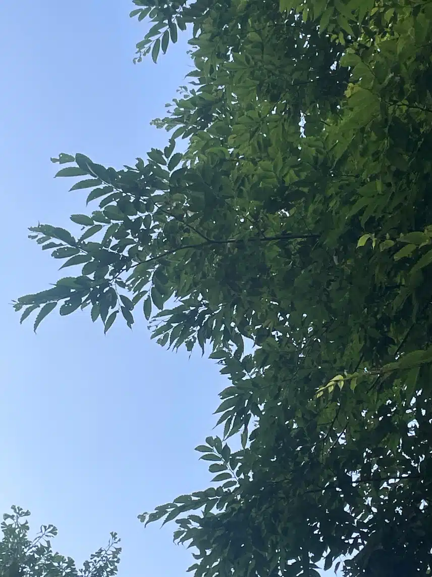 하늘
