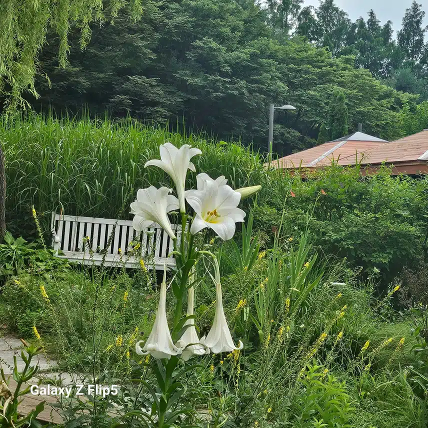 서울숲 꽃들